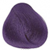 2000 Violeta